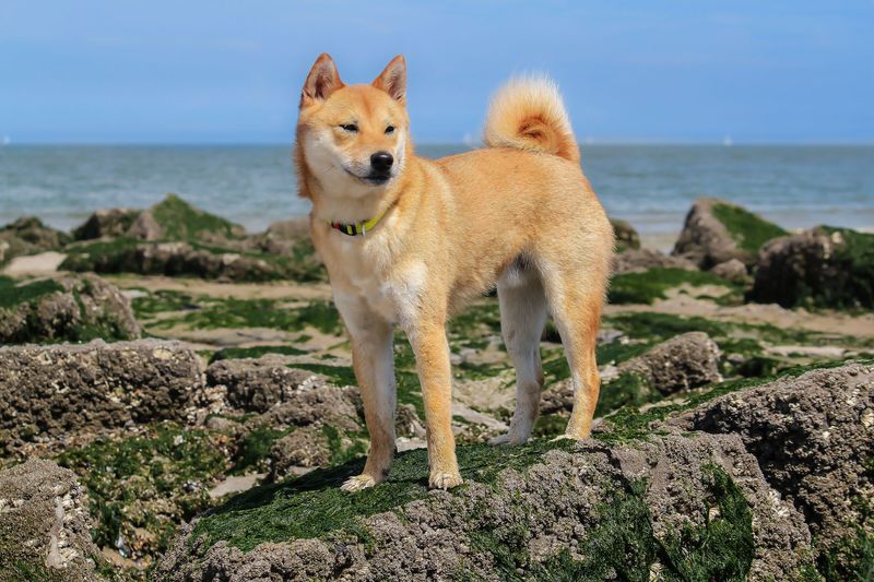 Shiba Inus: The Canine Individualists