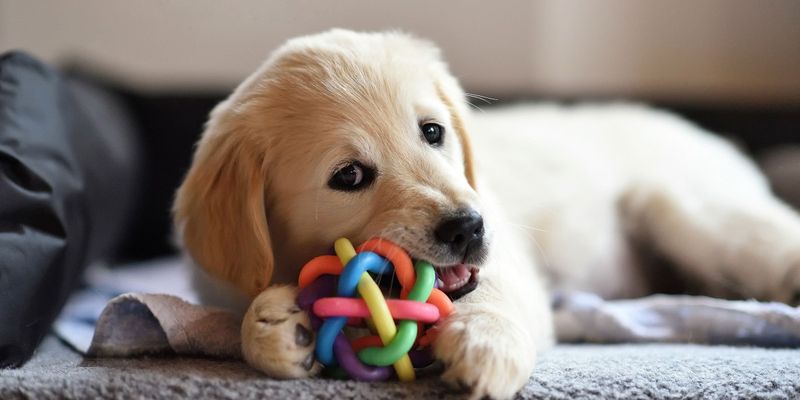 Chewing As Communication