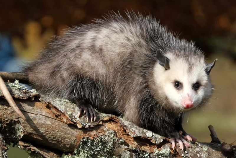 This May Be The Largest Known Marsupial Of Ancient North America