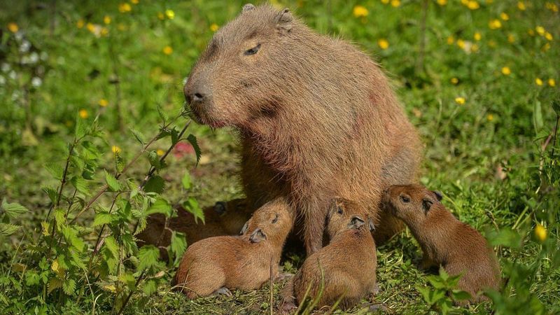 Breeding Brings Additional Challenges