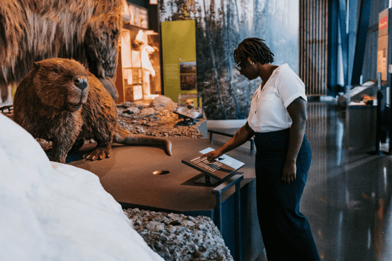 Evidence Of Giant Beavers Found In Minnesota's Glacial River Deposits