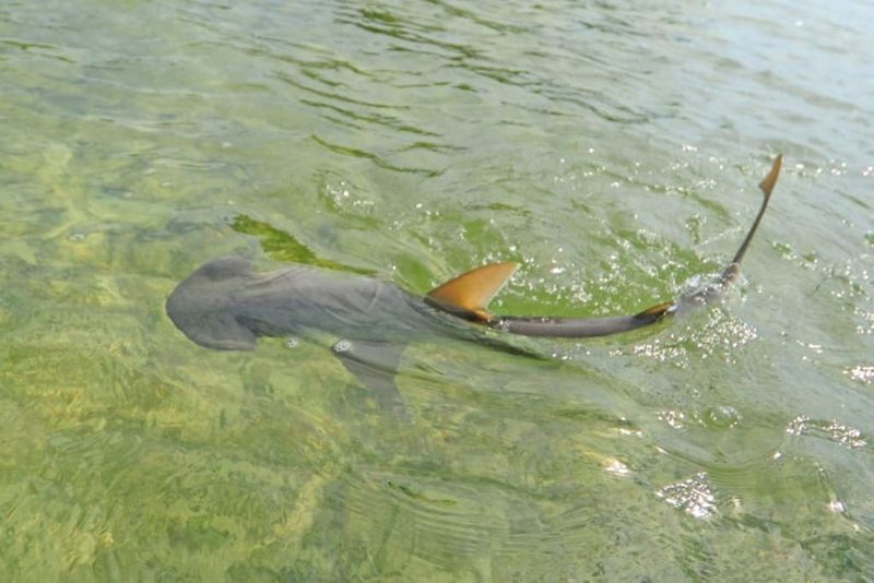 Not Yet IUCN-Assessed Separately