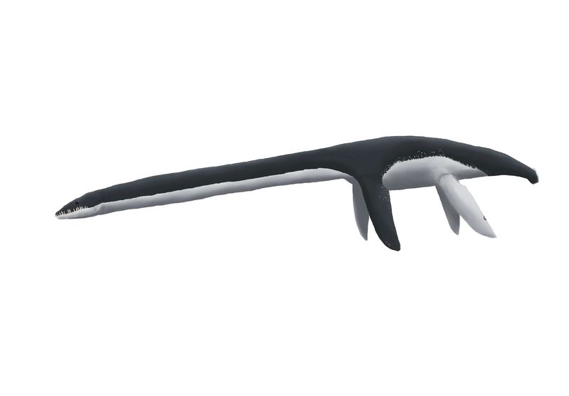 Represents The First Named Elasmosaur From British Columbia