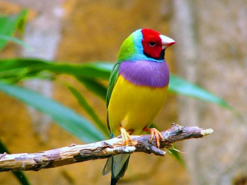 Gouldian Finch: Australia's Living Rainbow
