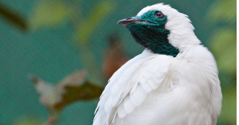 Deafening Calls May Affect Mating Success