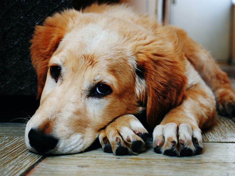 Refusing Food But Accepting Comfort
