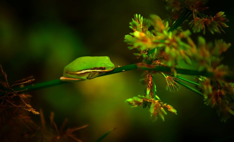 Frog