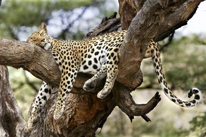 Leopard: Master Of Hot Habitat Versatility