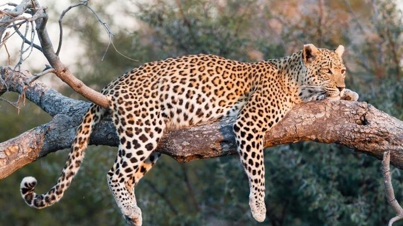 Leopard 
