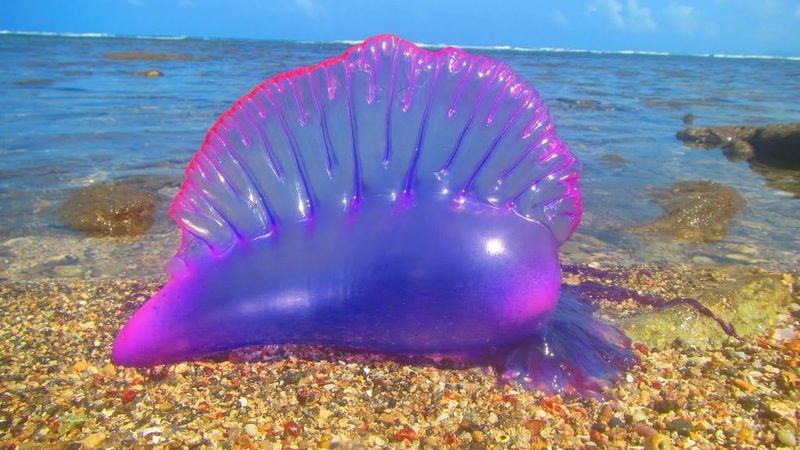 Portuguese Man-Of-War