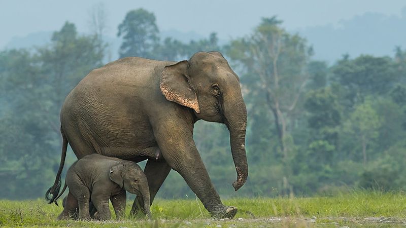 Elephants