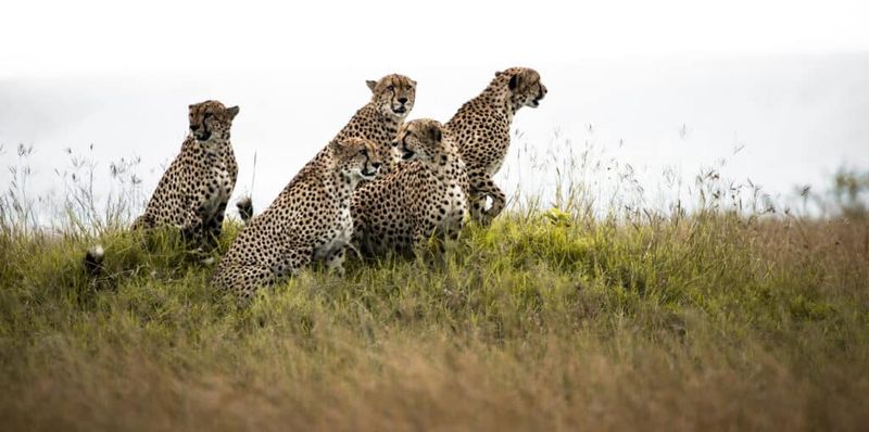 Cheetahs