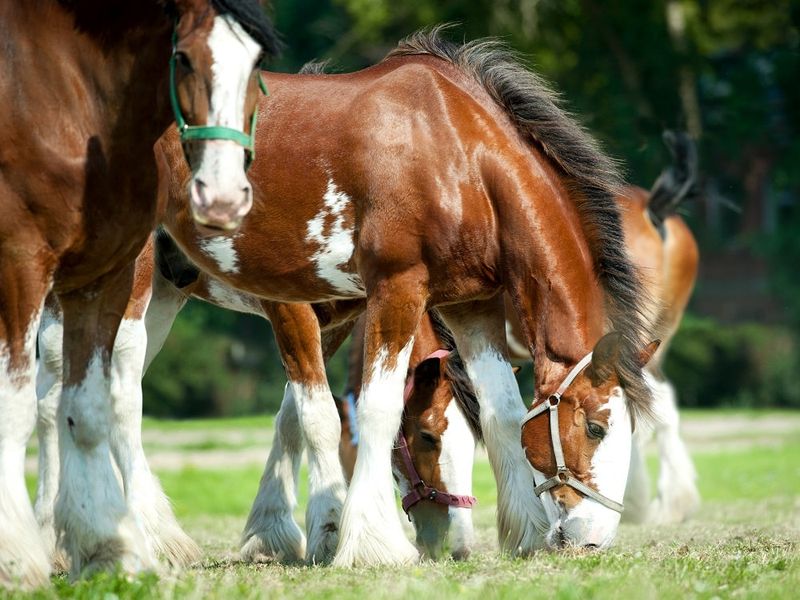 Clydesdale Horses