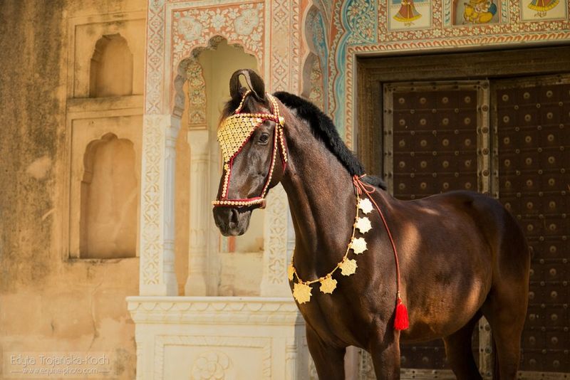 Marwari