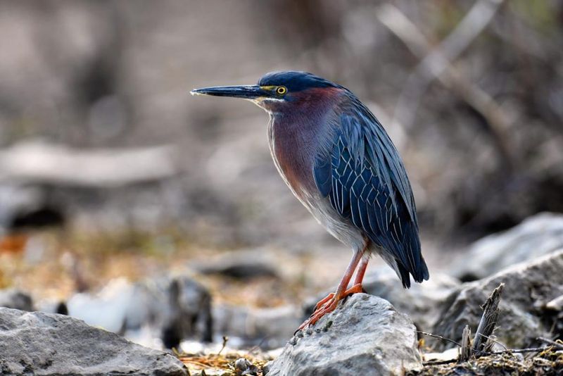 Green Herons