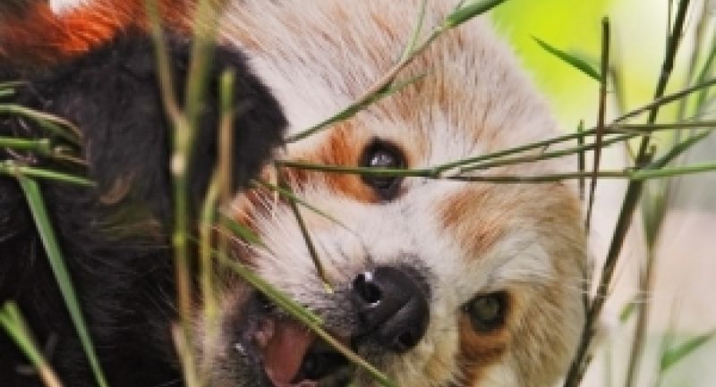 Climate Change Shrinks Suitable Habitats