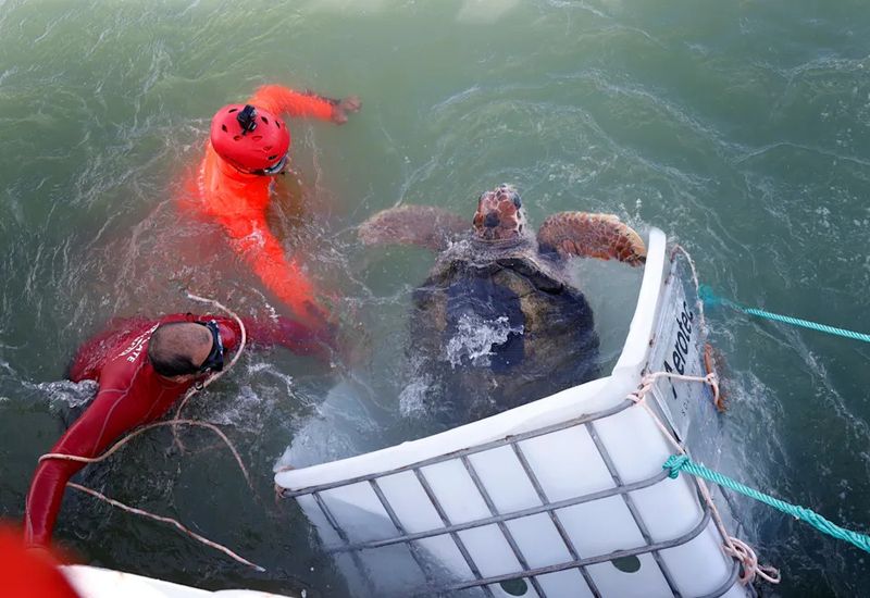 From A Shallow Tank In Mendoza To The Atlantic Ocean