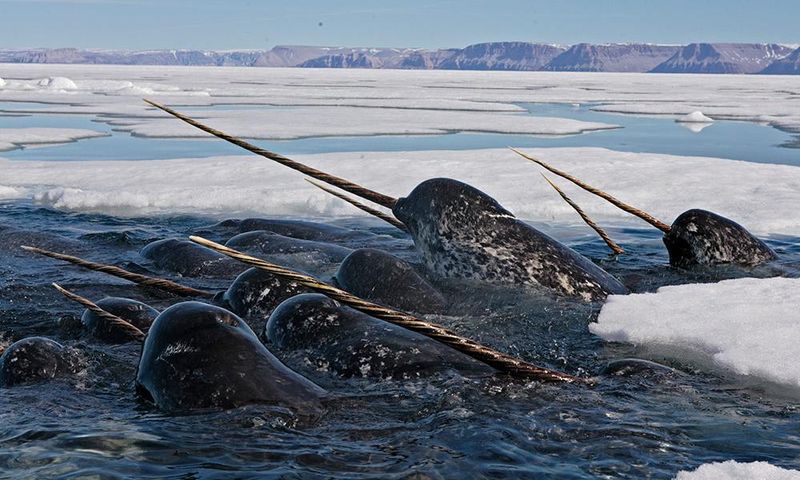 Social Creatures With Complex Communication