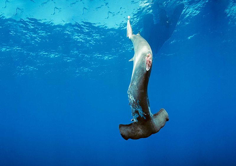 Status Symbol Soup Threatens Species Survival