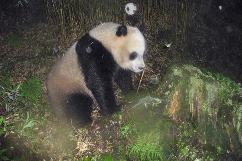 Wanglang Nature Reserve – Sichuan, China
