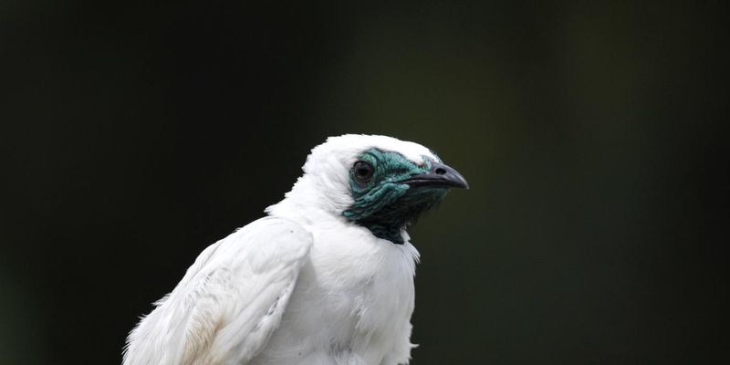 Captive Breeding Programs Face Challenges