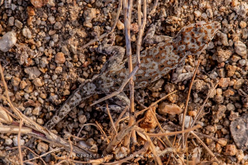 A Fast-Moving Lizard Surprised Everyone In Angola