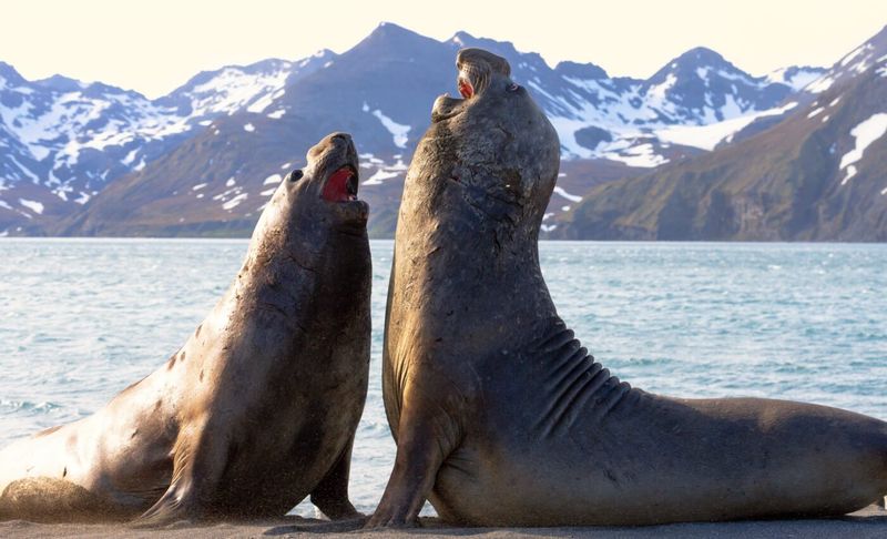 Northern Elephant Seal