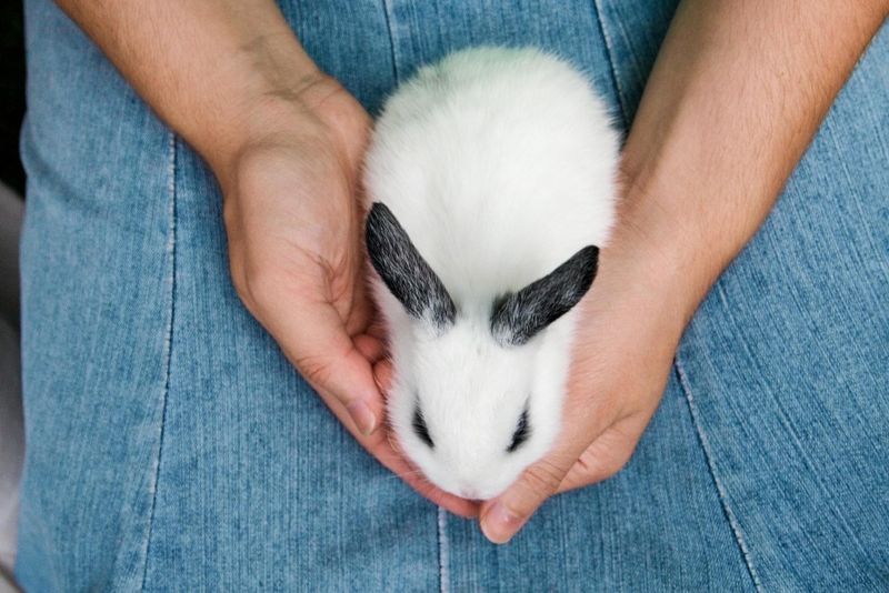 Lower Veterinary Costs