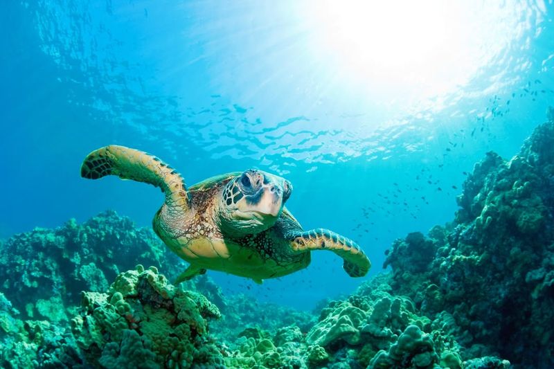 Turtle Watching And Eco-Tourism