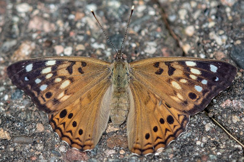 Notice The Distinct Black Eyespots On The Hindwings