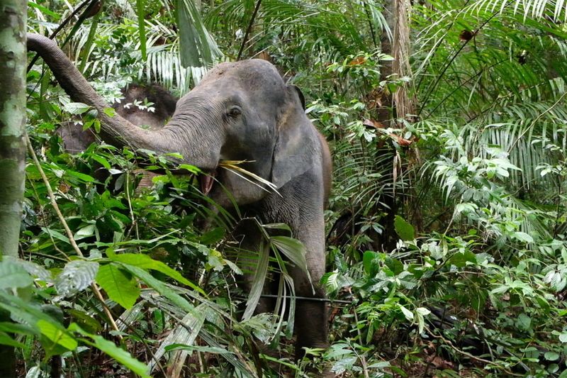 Asian Elephants Are Gentle Giants With Enormous Ecological Power