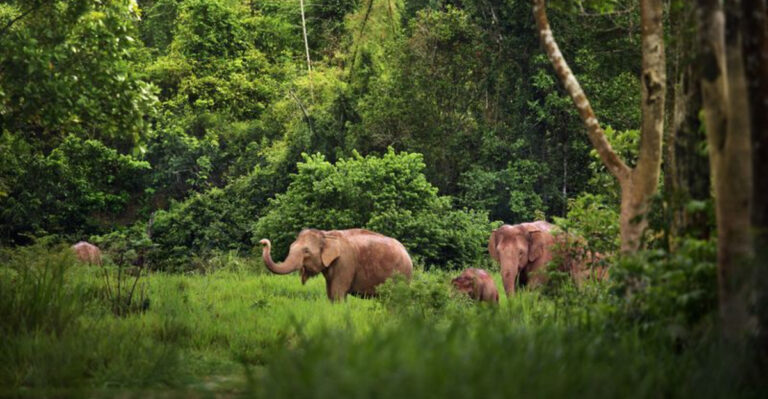 Losing Asian Elephants May Lead To The Collapse Of Tropical Forests