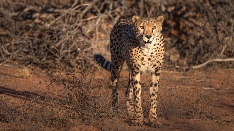 Human-Wildlife Conflict