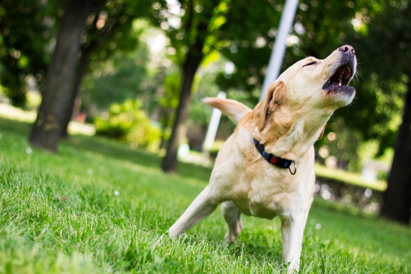 Excessive Barking Or Whining