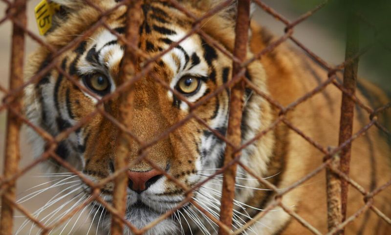 Captivity And Pet Trade Are Rising