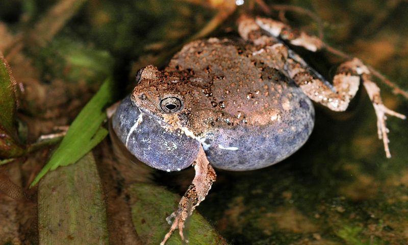 Each Frog Species Has A Unique Call Pattern