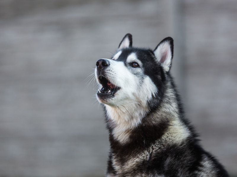 Talking Dogs