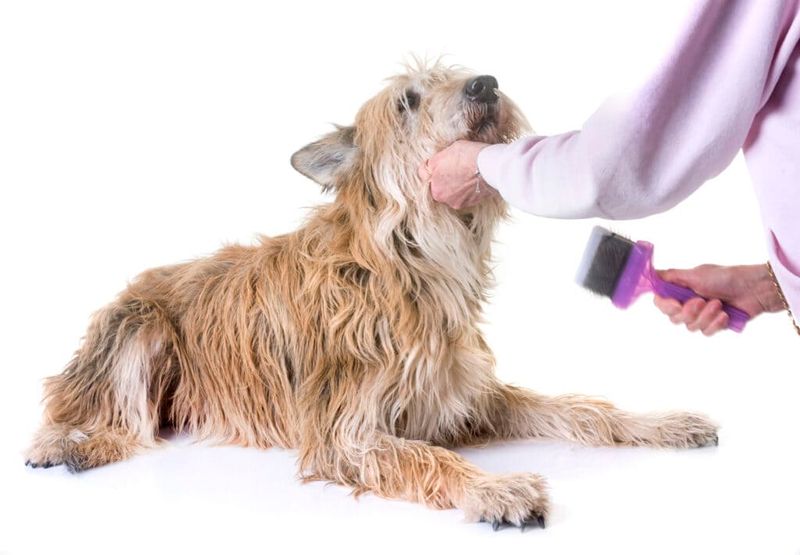 Minimal Grooming Requirements