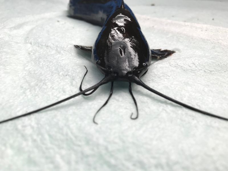 Air-Breathing Catfish Exist