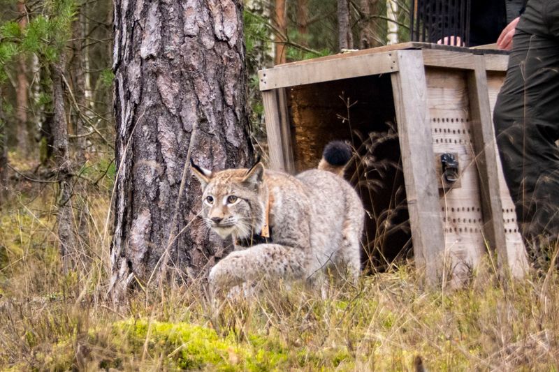 Lynx's Stealthy Return To Northern Forests