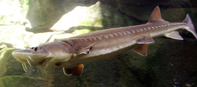 Lake Sturgeon: Prehistoric River Giants