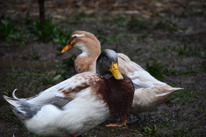 Saxony Duck