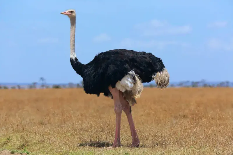 Ostrich – Ancient Giant Of The Savanna