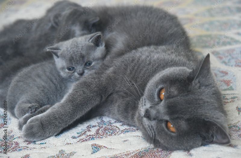 British Shorthair