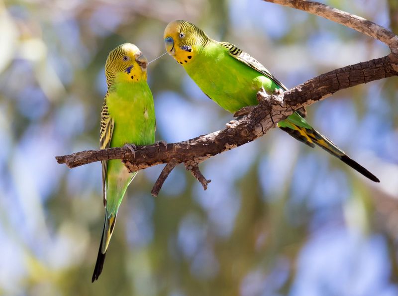 Parakeets