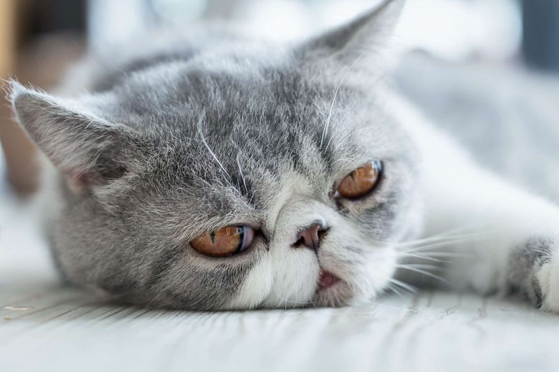 Exotic Shorthair: Teddy Bear Faces