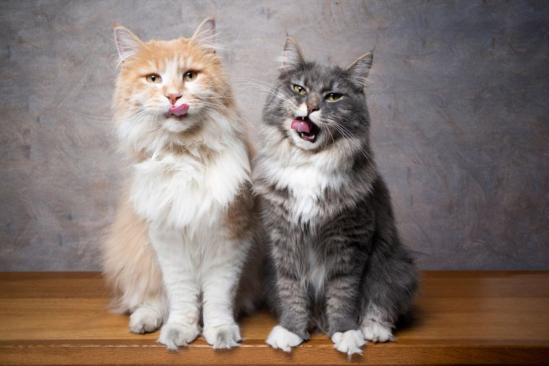 What A Maine Coon Mix Actually Is