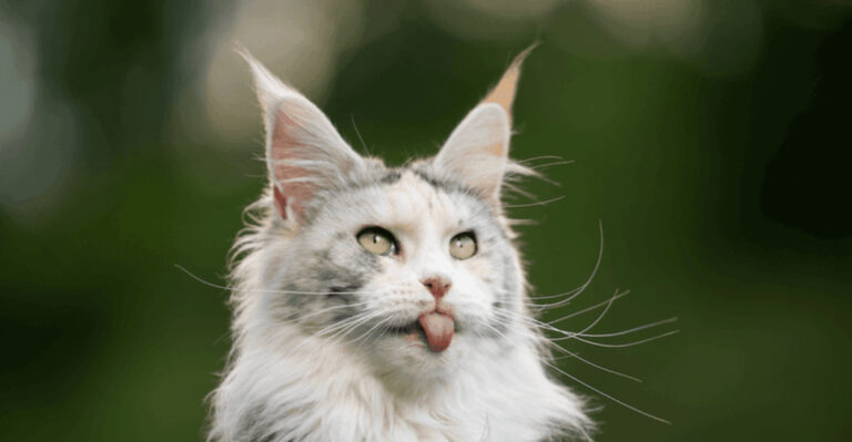 Maine Coon Mixes Explained: Personality, Looks, And What Sets Them Apart