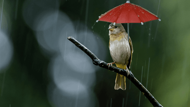 Provide Shelter From Elements