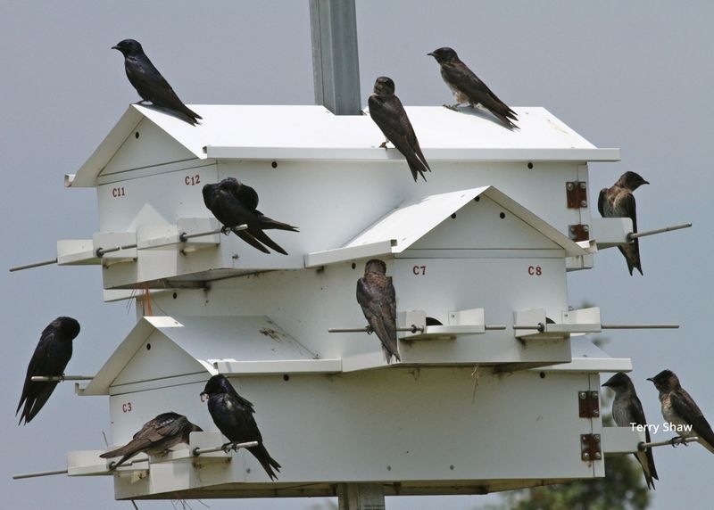 Eliminate Competing Bird Species